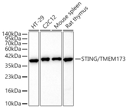 STING/TMEM173 Rabbit mAb