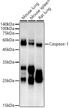 Caspase-1 Rat mAb