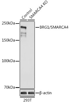 [KO Validated] BRG1/SMARCA4 Rabbit pAb