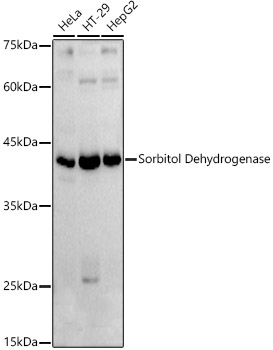 Sorbitol Dehydrogenase Rabbit pAb