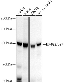 EIF4G2/p97 Rabbit mAb