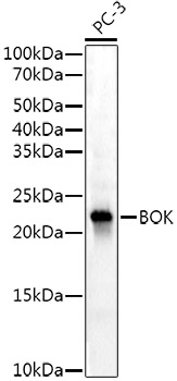 BOK Rabbit mAb