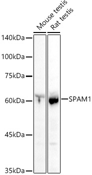 SPAM1 Rabbit pAb