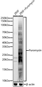 Puromycin Rabbit pAb