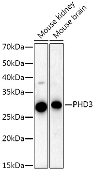 PHD3 Rabbit mAb