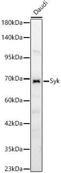 syk ページ ABclonal