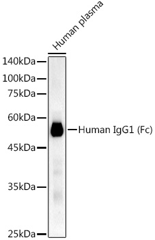 Human IgG1 (Fc) Rabbit mAb