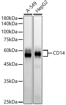 CD14 Rabbit mAb