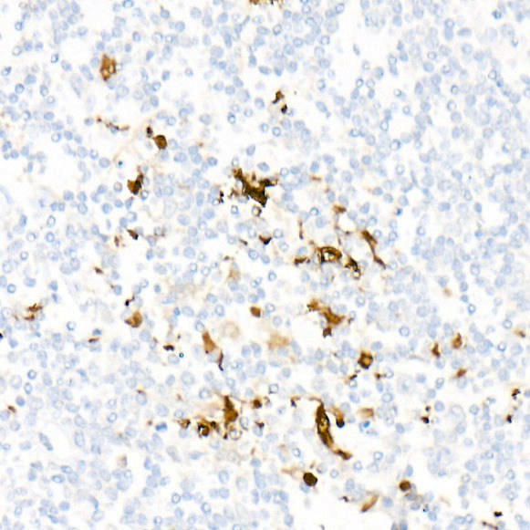 IL-6 Rabbit mAb