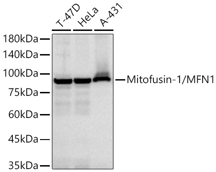 vluxページ Mitofusin-1/MFN1 Rabbit mAb