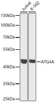 [KO Validated] ATG4A Rabbit pAb