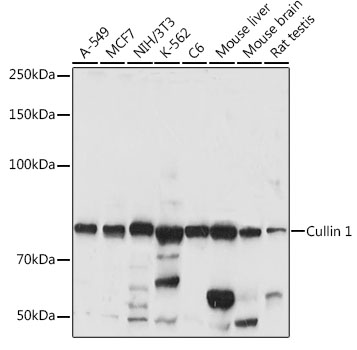 Cullin 1 Rabbit pAb