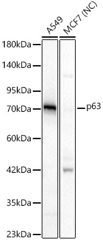 p63 Rabbit pAb