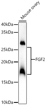 FGF2 Rabbit pAb