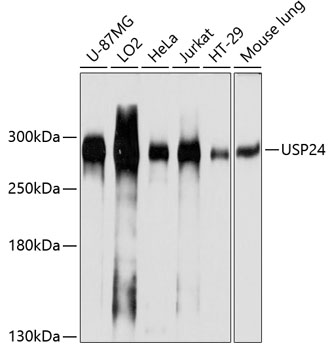 USP24 Rabbit pAb