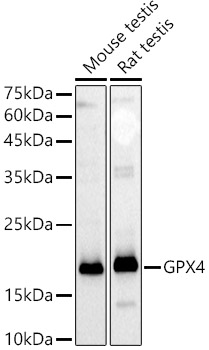 [KD Validated] GPX4 Rabbit pAb