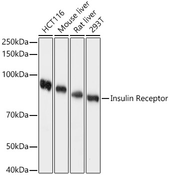 Insulin Receptor Rabbit pAb