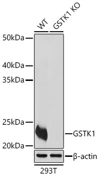 [KO Validated] GSTK1 Rabbit pAb