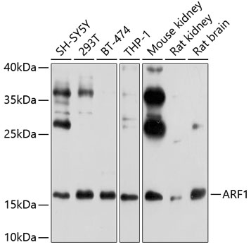 ARF1 Rabbit pAb