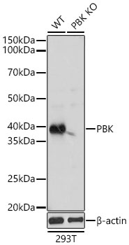 [KO Validated] PBK Rabbit pAb