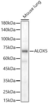 ALOX5 Rabbit pAb