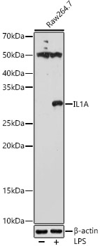 IL-1 alpha Rabbit pAb