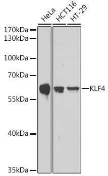 KLF4 Rabbit pAb