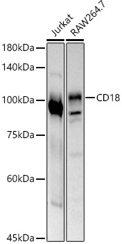 CD18 Rabbit pAb