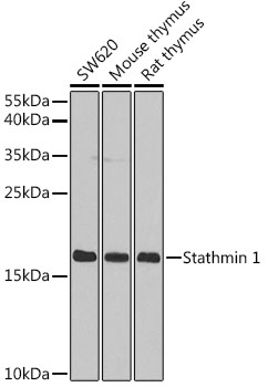 Stathmin 1 Rabbit pAb