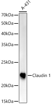 [KO Validated] Claudin 1 Rabbit pAb