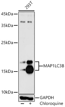 MAP1LC3B Rabbit pAb