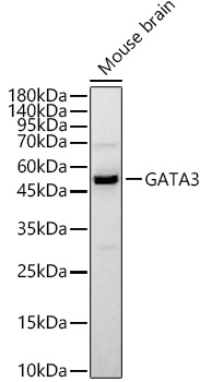 GATA3 Rabbit pAb