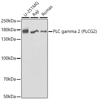 PLC gamma 2 (PLCG2) Rabbit pAb