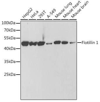 Flotillin 1 Rabbit pAb