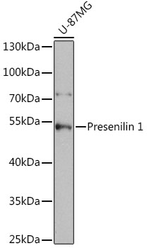 Presenilin 1 Rabbit pAb