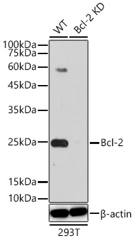 [KD Validated] Bcl-2 Rabbit mAb