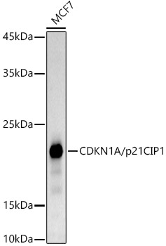 CDKN1A/p21CIP1 Rabbit mAb