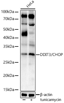 DDIT3/CHOP Rabbit mAb