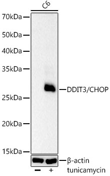 DDIT3/CHOP Rabbit mAb