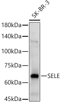 SELE Rabbit pAb