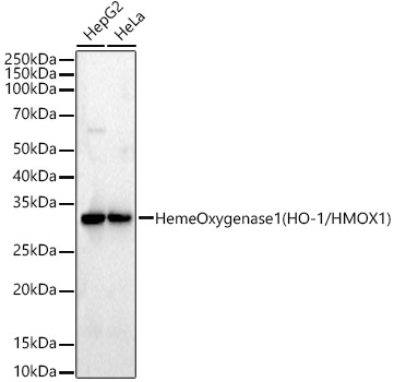 Heme Oxygenase 1 (HO-1/HMOX1) Rabbit mAb