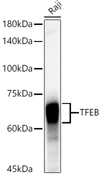 TFEB Rabbit mAb