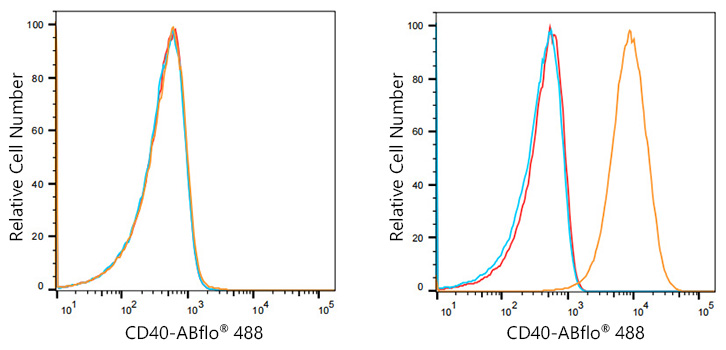 ABflo® 488 Rabbit anti-Human CD40 mAb