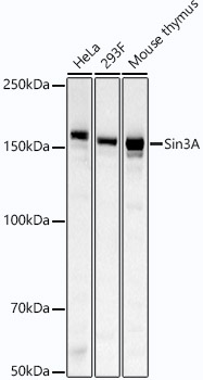 Sin3A Rabbit mAb