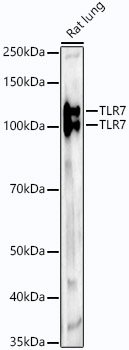 TLR7 Rabbit mAb