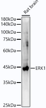 ERK1 Rabbit mAb