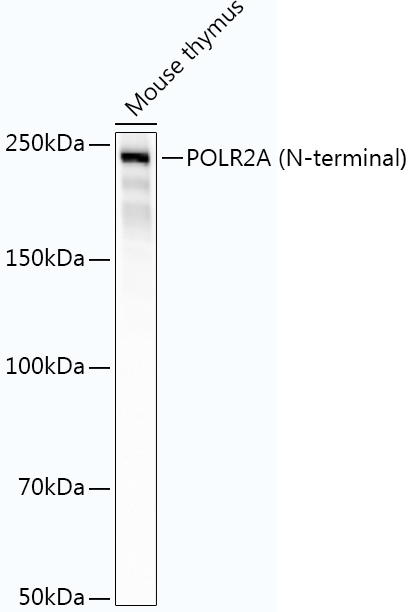 POLR2A (N-terminal) Rabbit mAb