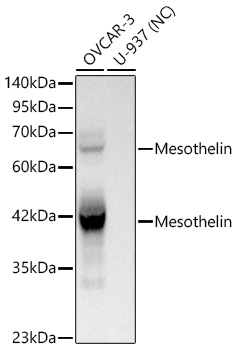 Mesothelin Rabbit mAb