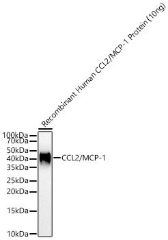 CCL2/MCP-1 Rabbit pAb