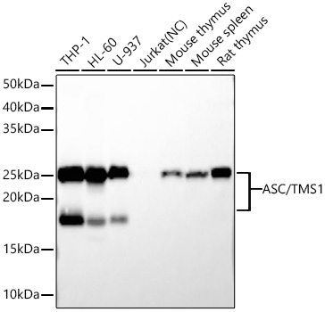 ASC/TMS1 Rabbit mAb